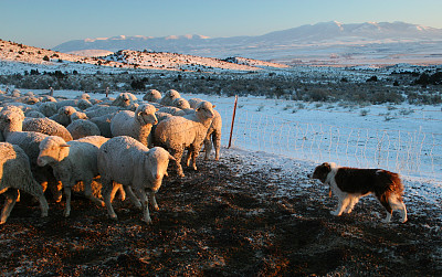 边境牧羊犬牧羊
