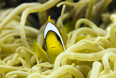 海葵