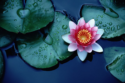 色彩鲜艳的睡莲漂浮在静静的池塘上