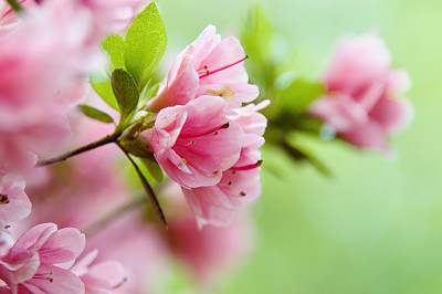 杜鹃花