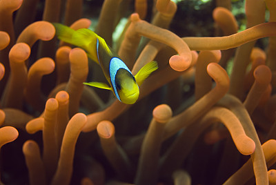 海葵
