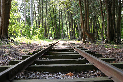 铁路穿过灌木丛
