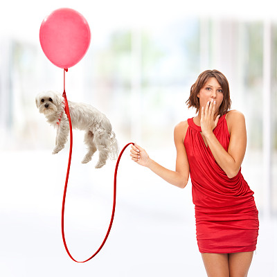 贵宾犬