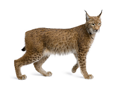 山猫