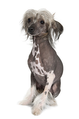 中国冠毛犬