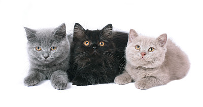 三个英国的小猫。
