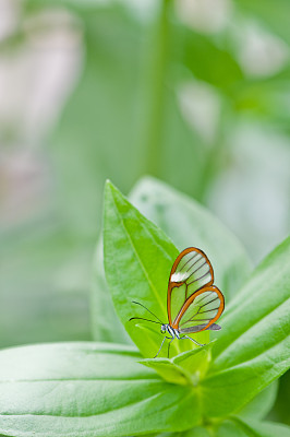 透明翼蝶(Greta oto)