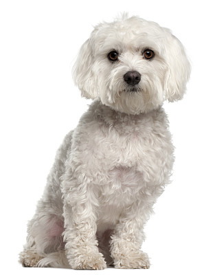 马尔他犬