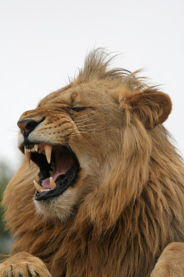 狮子咆哮