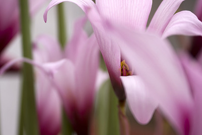  蓝铃花 