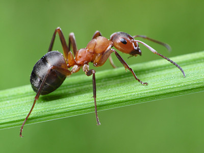 蚂蚁在草地上