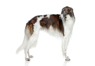灰猎犬