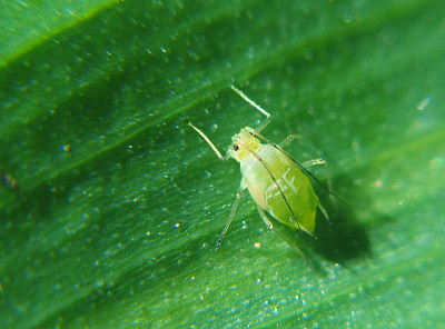 蚜虫