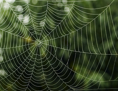蜘蛛的网