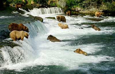有无数小瀑布的河里有灰熊
