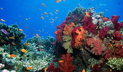 软珊瑚礁场景