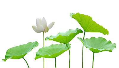 百合花