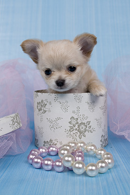 盒子里的小狗和珠宝