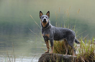 澳大利亚斗牛犬