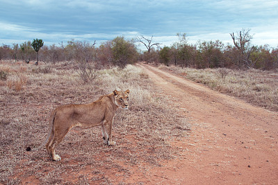 野生非洲狮子