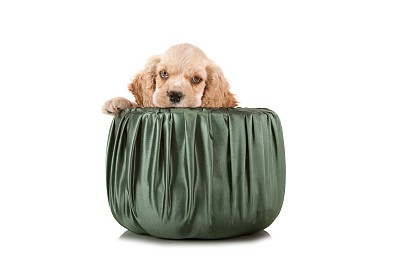 法国斗牛犬
