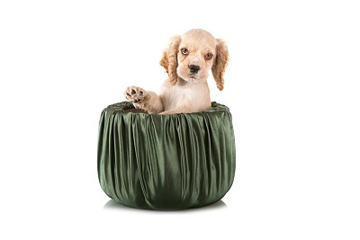 法国斗牛犬