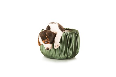 法国斗牛犬