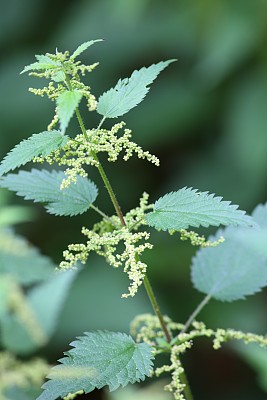 刺荨麻