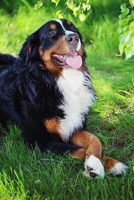 伯恩山犬