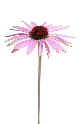 金花菊