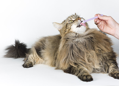 缅因库恩猫