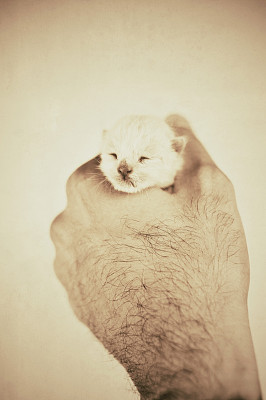 小猫