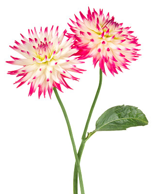 大丽花属