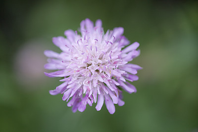 轮峰菊