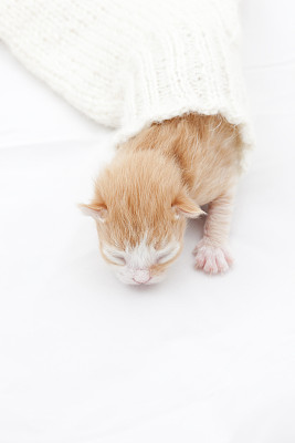 小猫