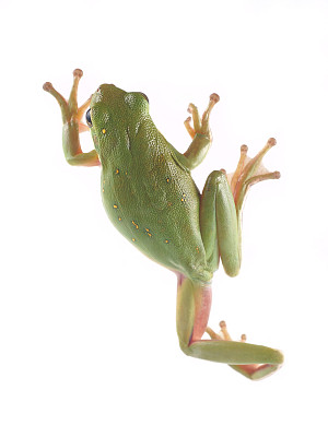 树蛙