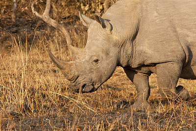灰犀牛图片大全-灰犀牛高清图片下载-觅知网