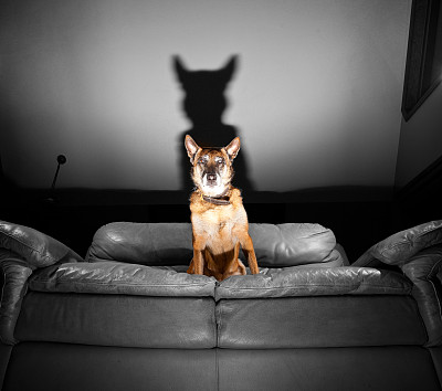 比利时玛伦牧羊犬