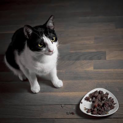 猫食