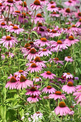 金花菊