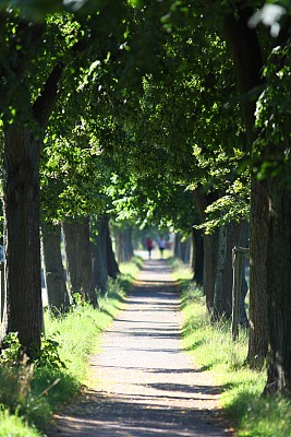 林荫大道
