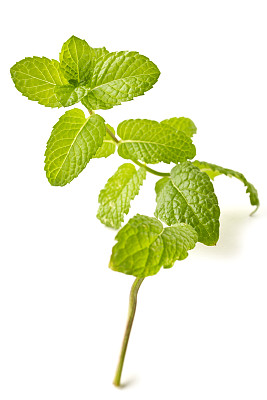 绿薄荷