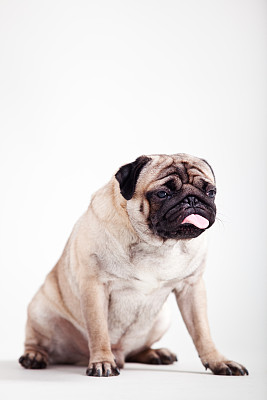 巴哥犬