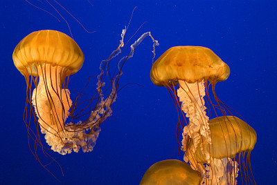 浮游生物