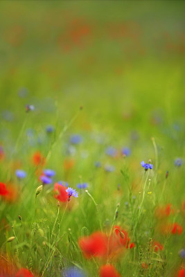 矢车菊