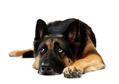 纯种犬