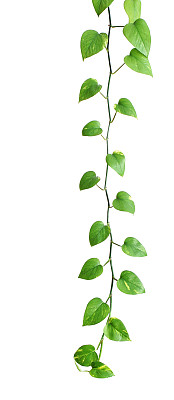 喜林芋属