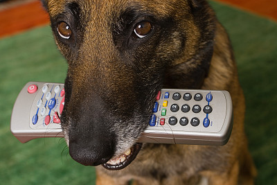 比利时牧羊犬