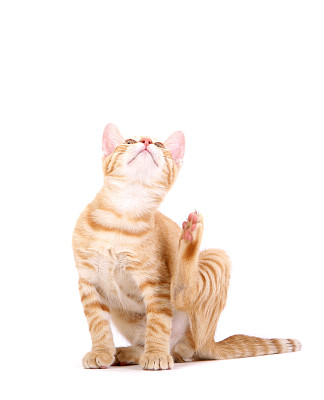猫蚤