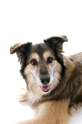 柯利牧羊犬